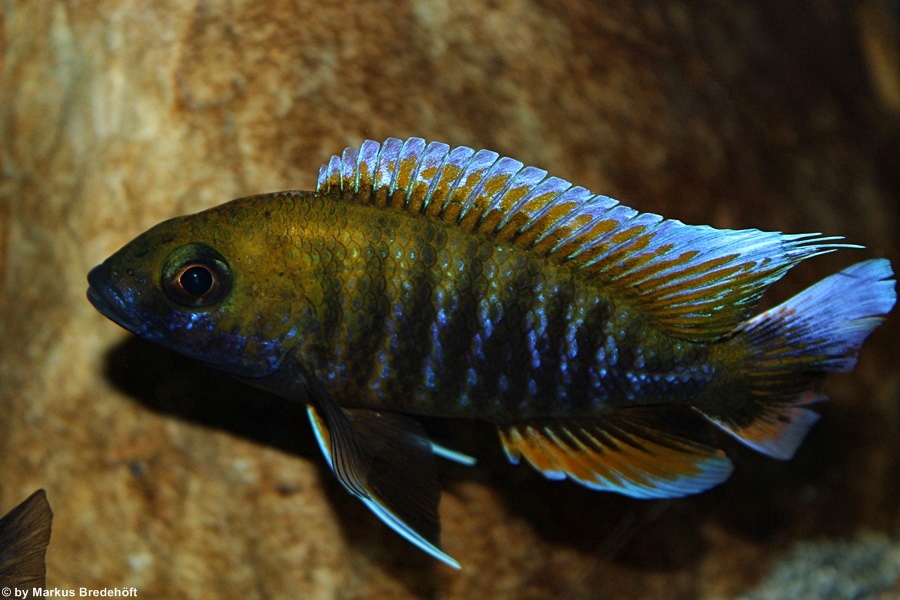 Aulonocara jacobfreibergi